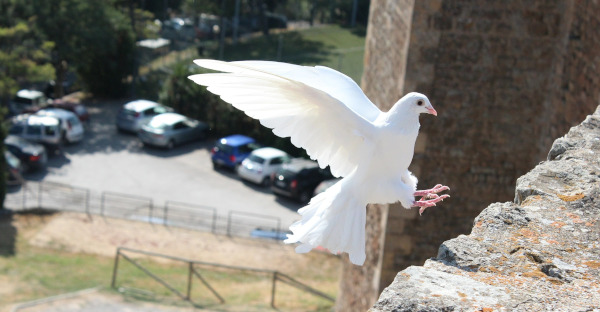 Un tribunal permite a un vecino criar y soltar palomos en la terraza de la comunidad